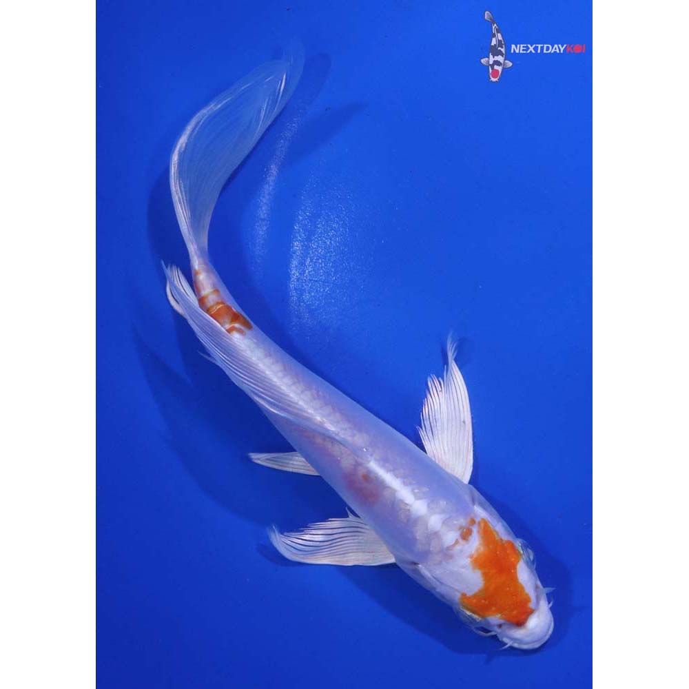 7” Imported Kikusui Butterfly Koi