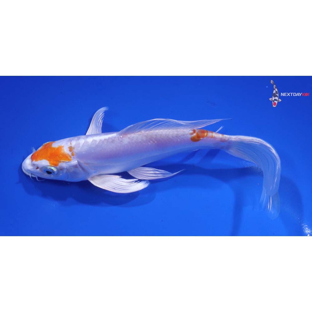 7” Imported Kikusui Butterfly Koi