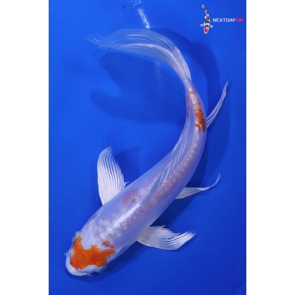 7” Imported Kikusui Butterfly Koi