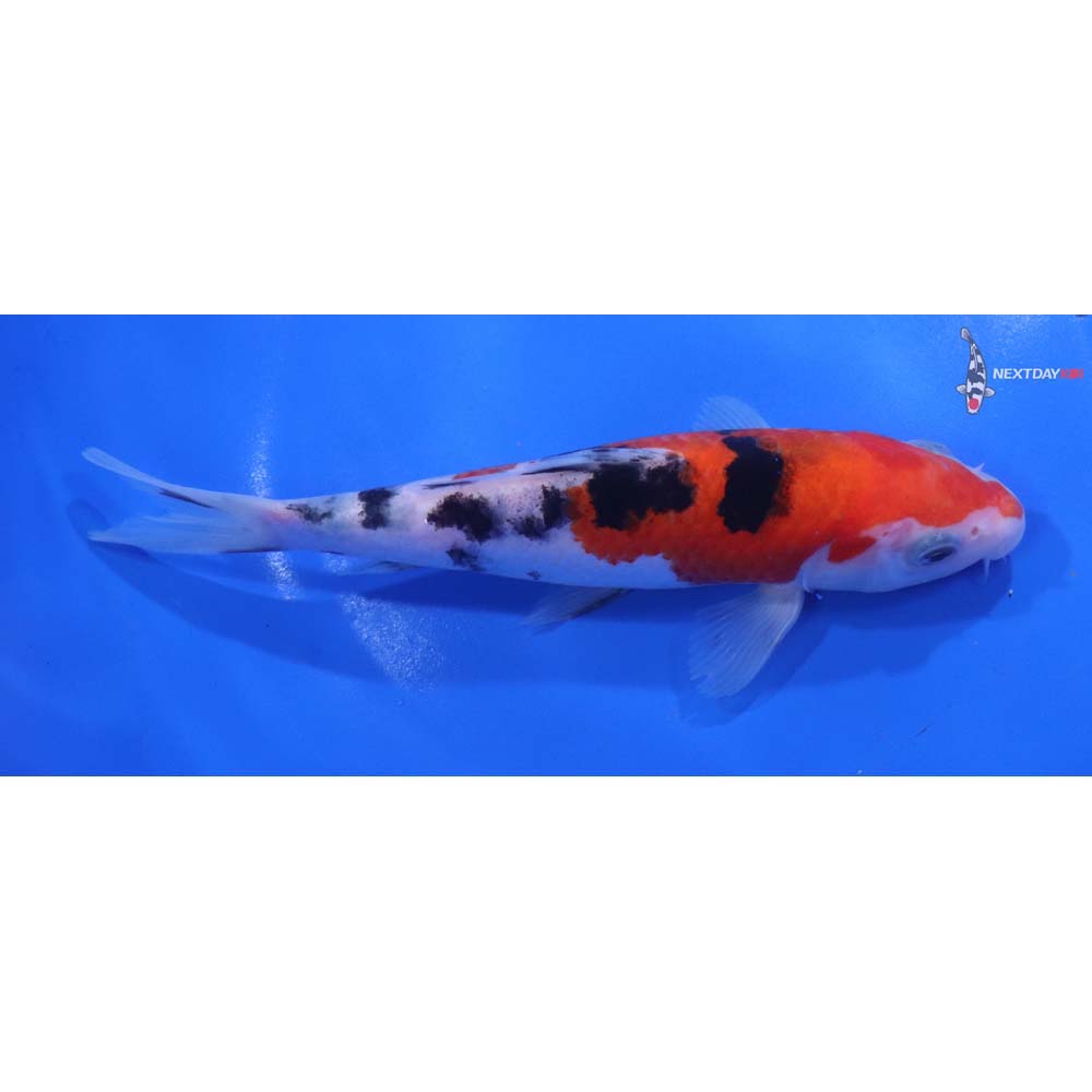 6.5” Imported Sanke