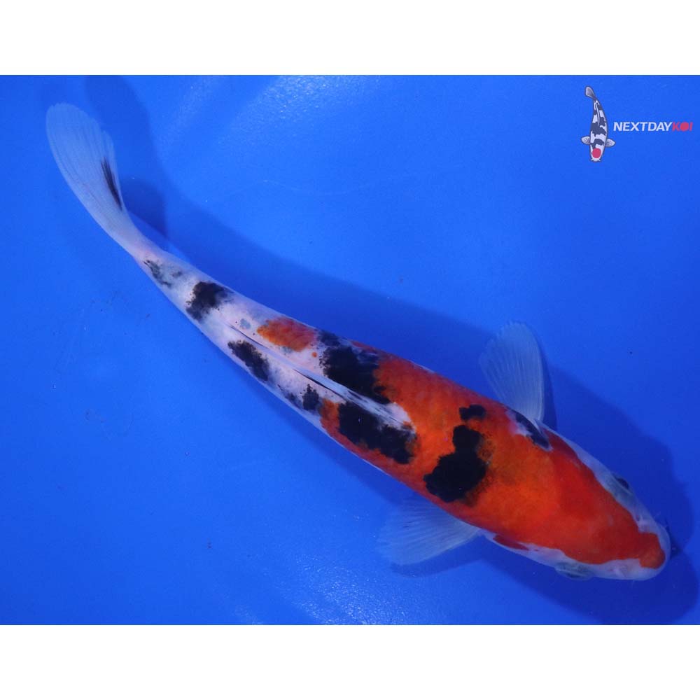 6.5” Imported Sanke