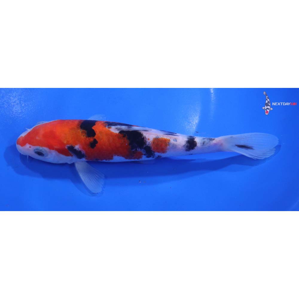 6.5” Imported Sanke