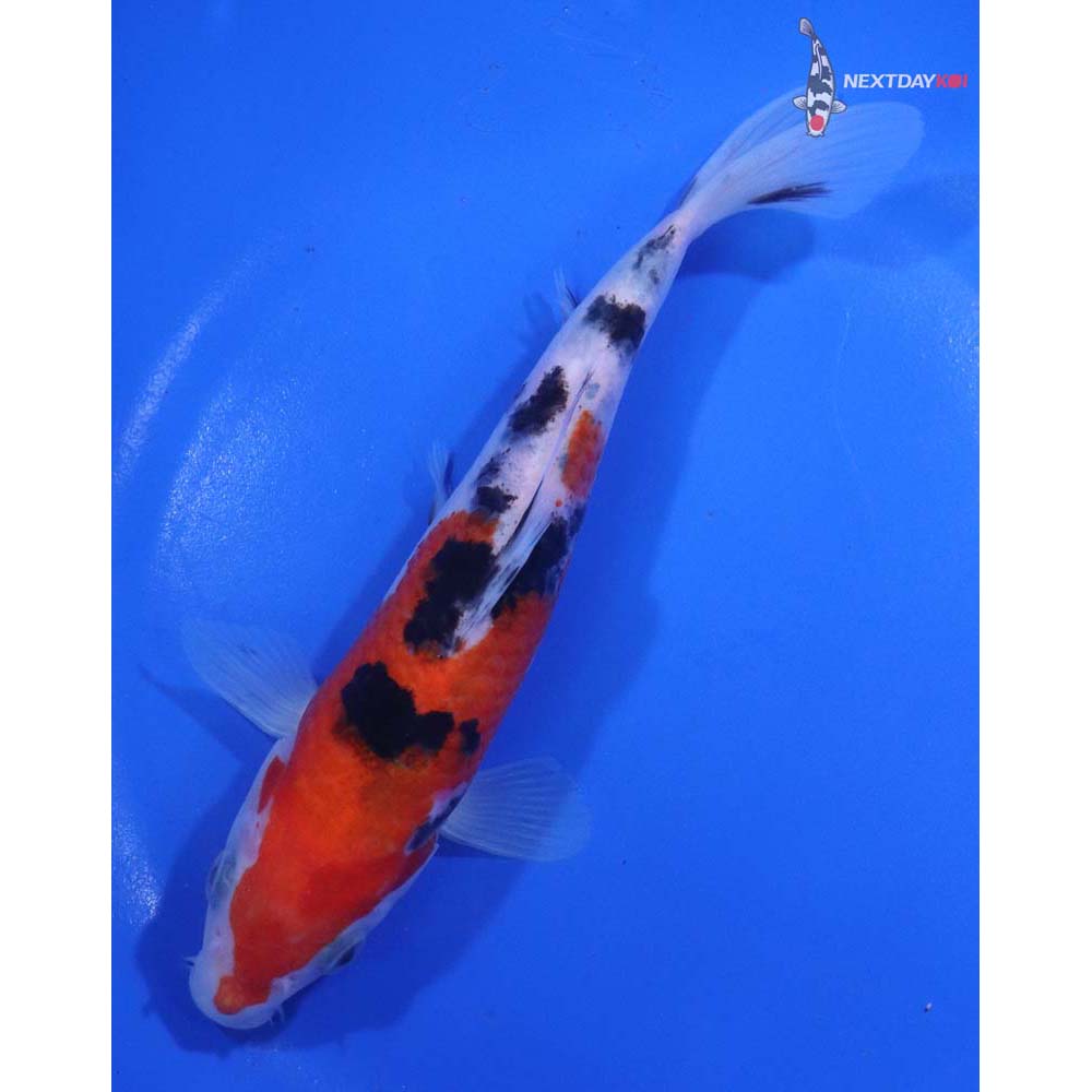 6.5” Imported Sanke