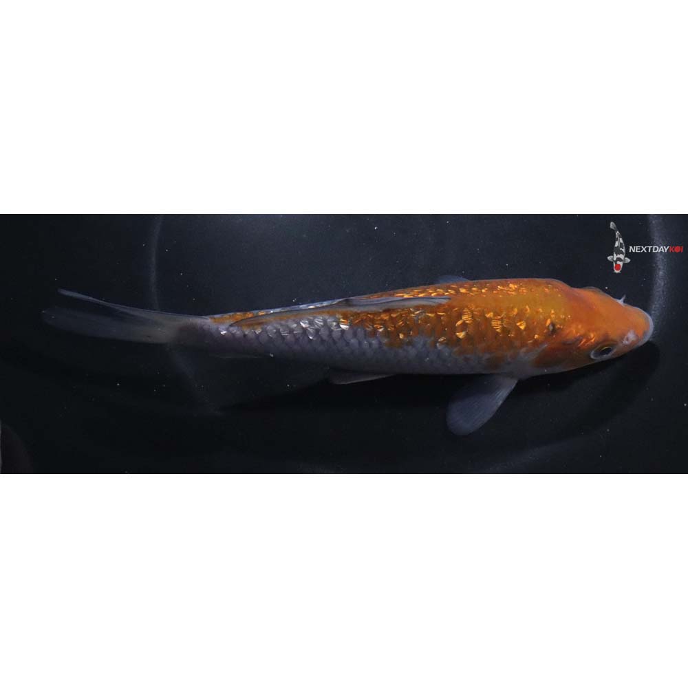 6.5” Imported Gin Rin Ochiba Shigure