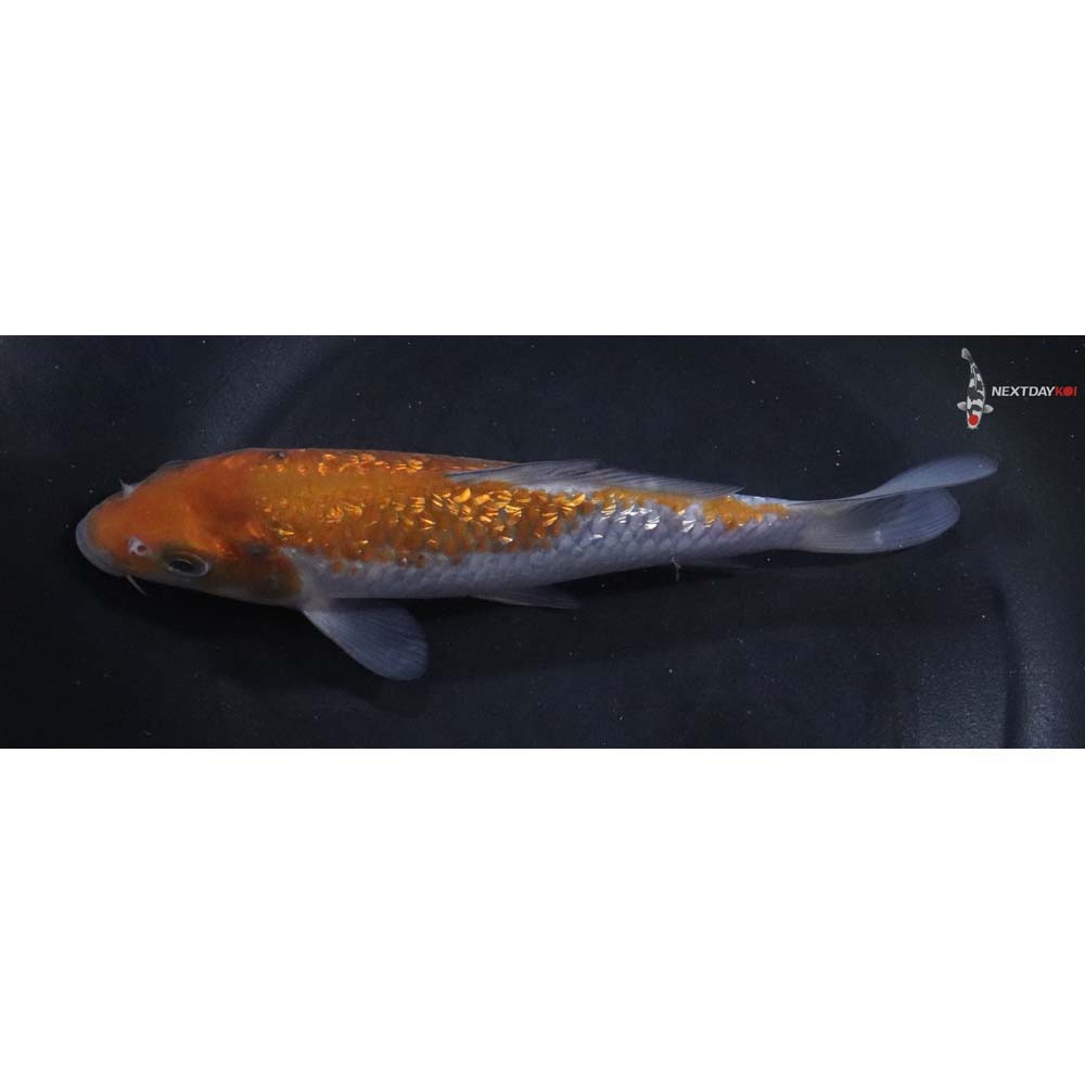 6.5” Imported Gin Rin Ochiba Shigure