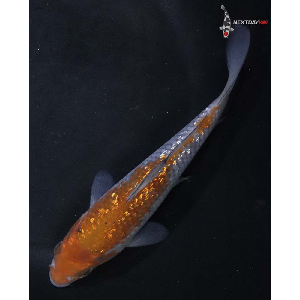 6.5” Imported Gin Rin Ochiba Shigure