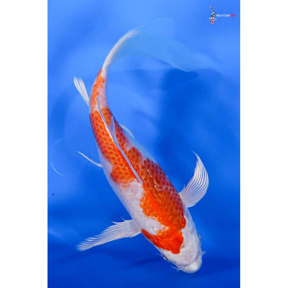 8” Imported Gin Rin Hariwake Butterfly Koi