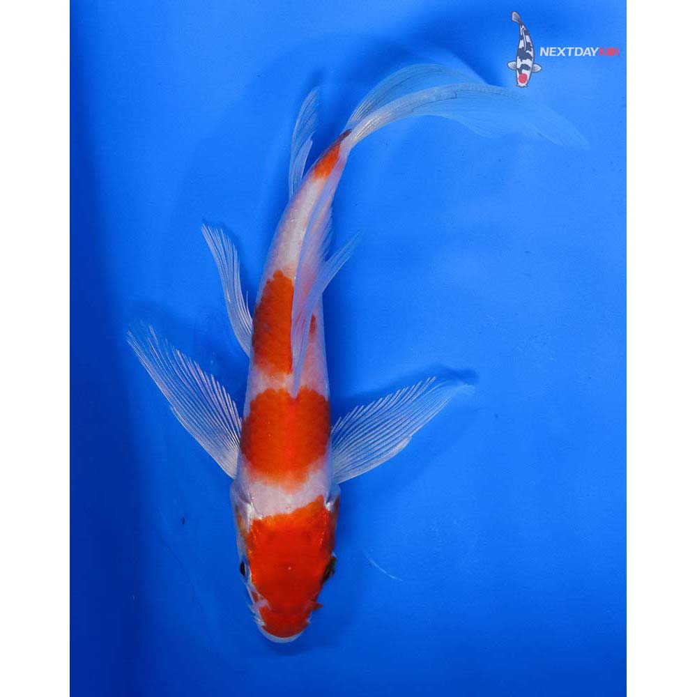 6” Imported Hariwake Butterfly Koi