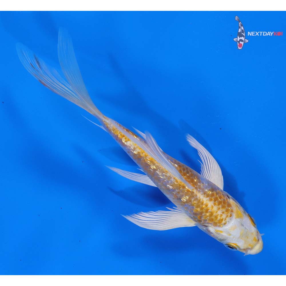5” Imported Gin Rin Lemon Hariwake Butterfly Koi