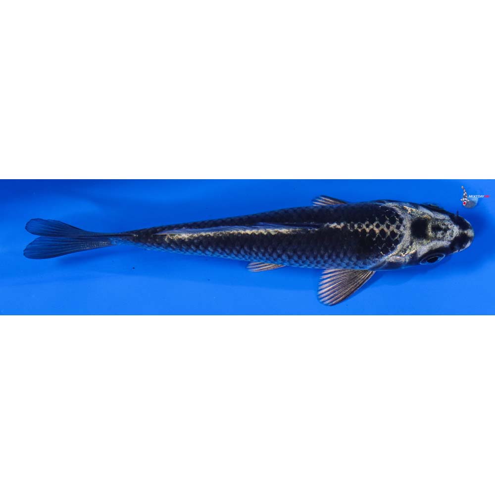 4” Imported Gin Matsuba