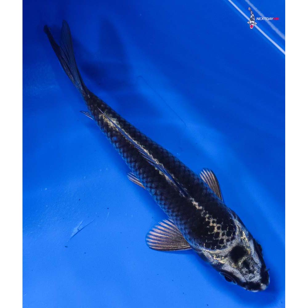 4” Imported Gin Matsuba