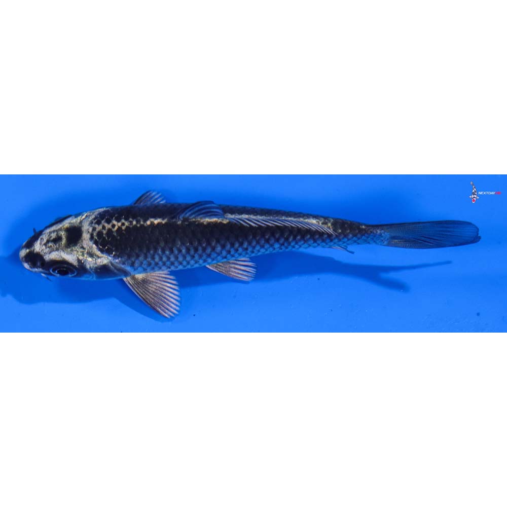 4” Imported Gin Matsuba