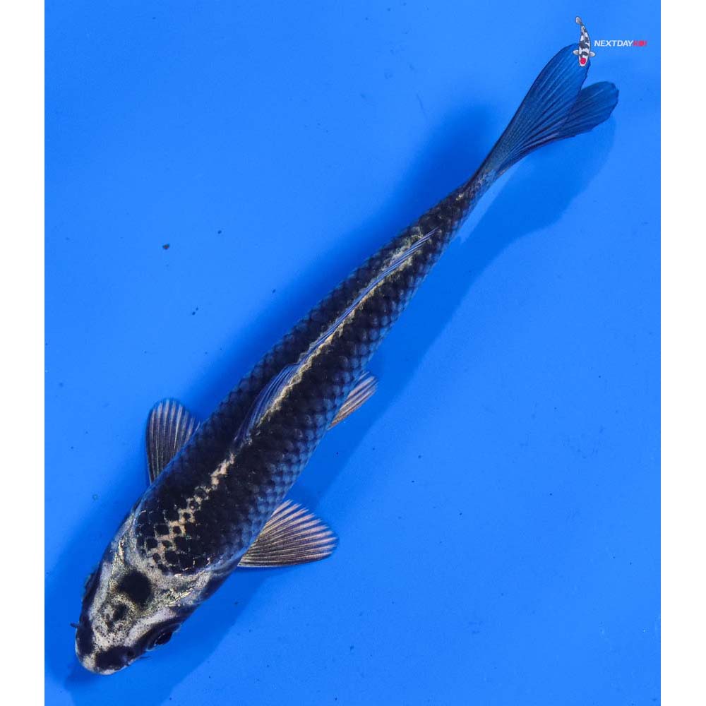 4” Imported Gin Matsuba