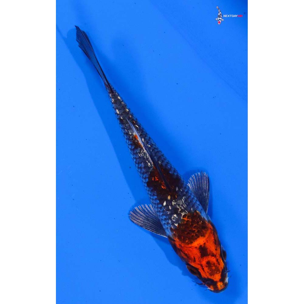 4” Imported Gin Rin Kujaku