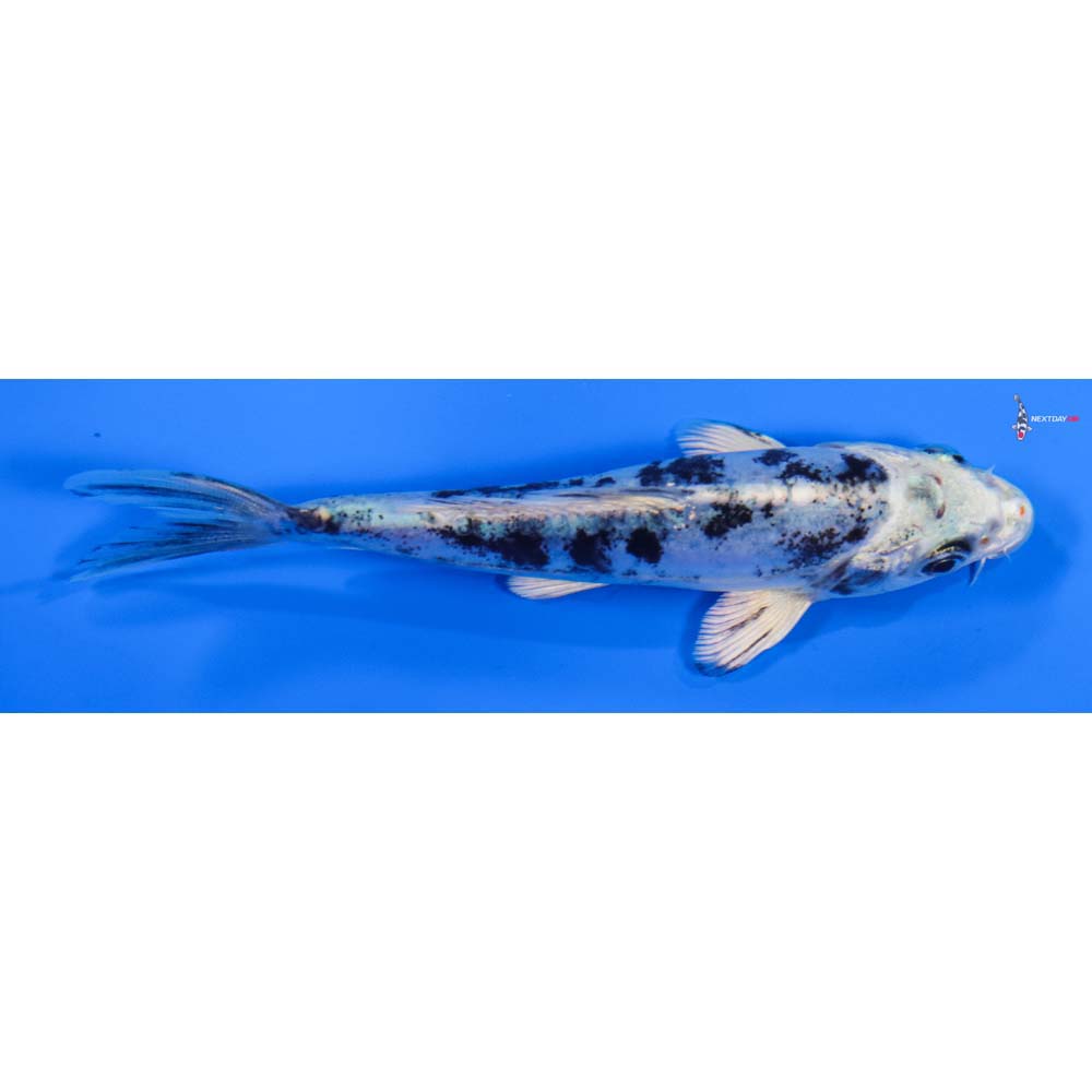 4.5” Imported Doitsu Gin Shiro Bekko
