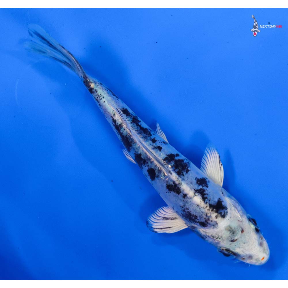 4.5” Imported Doitsu Gin Shiro Bekko