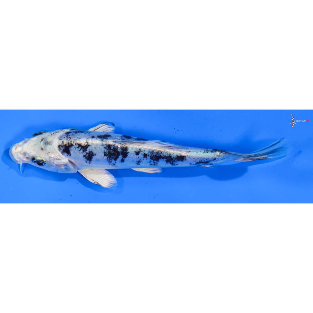 4.5” Imported Doitsu Gin Shiro Bekko