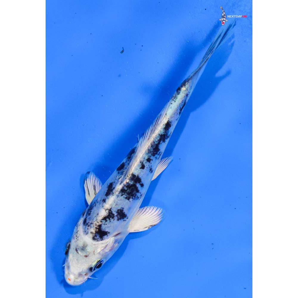 4.5” Imported Doitsu Gin Shiro Bekko