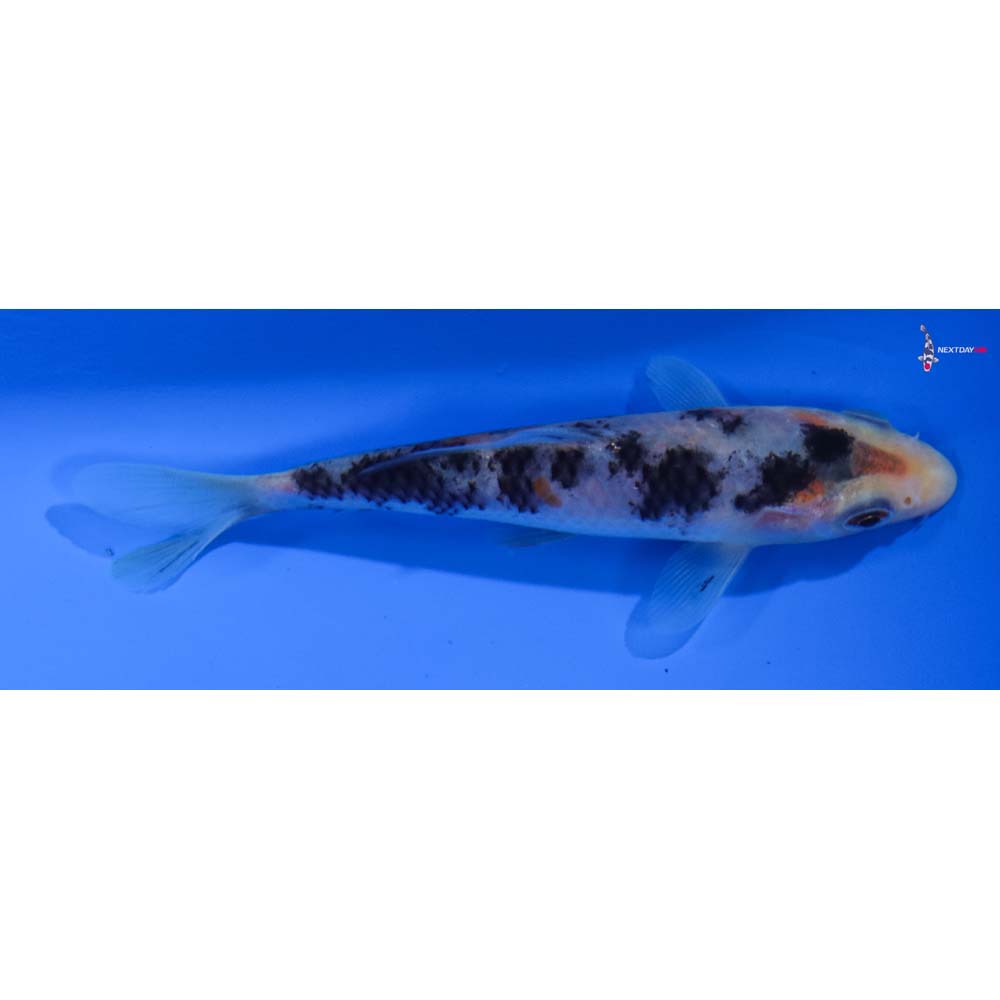 4.5” Imported Sanke