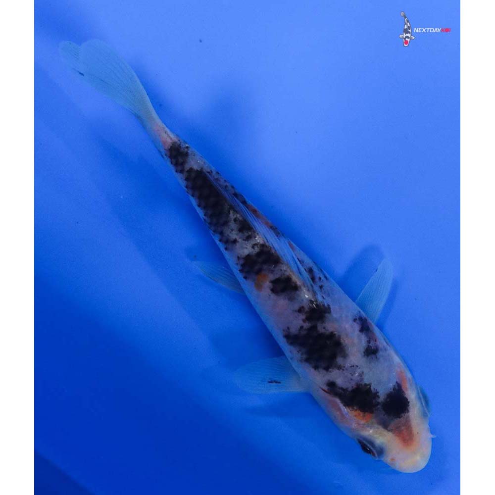 4.5” Imported Sanke