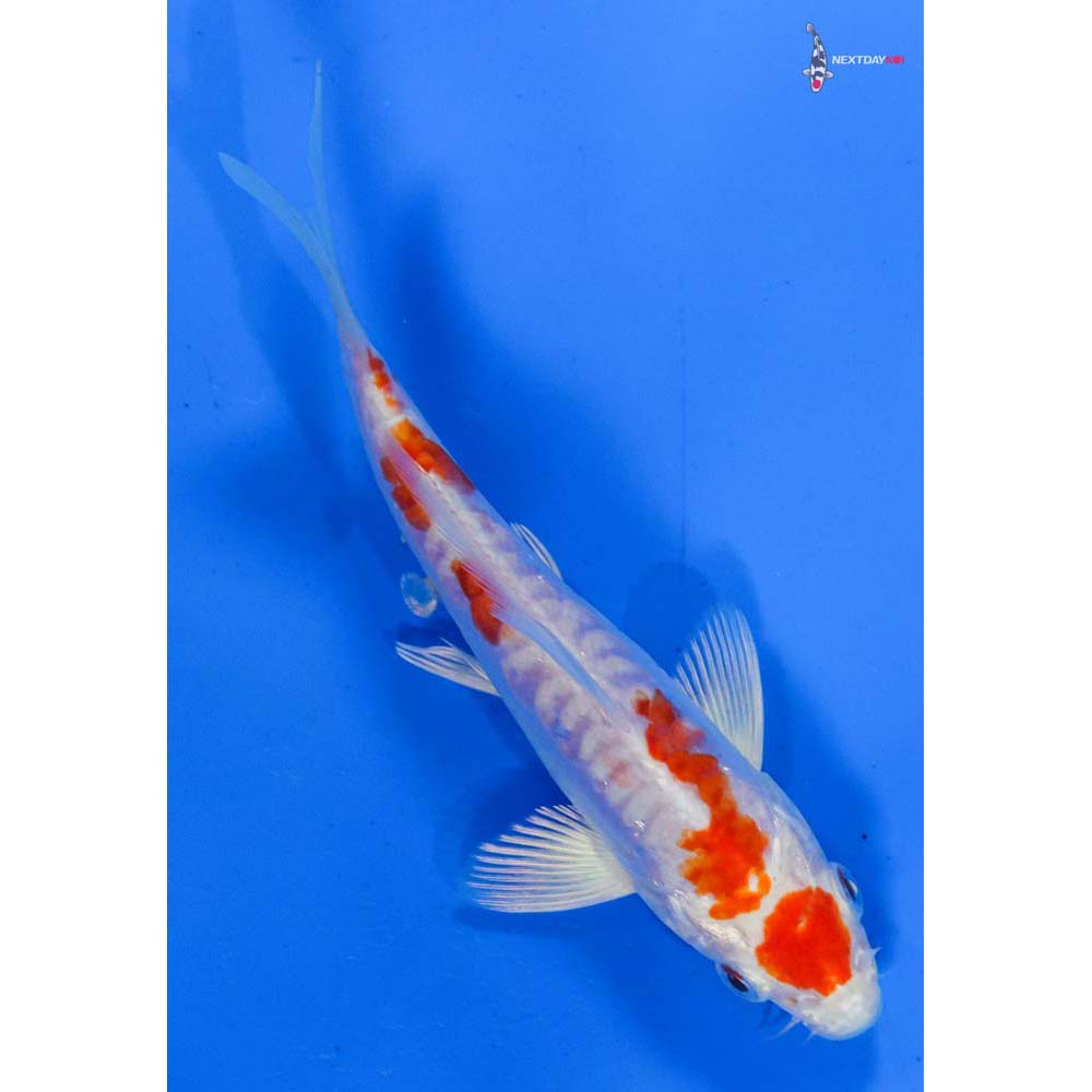 5” Imported Kikusui