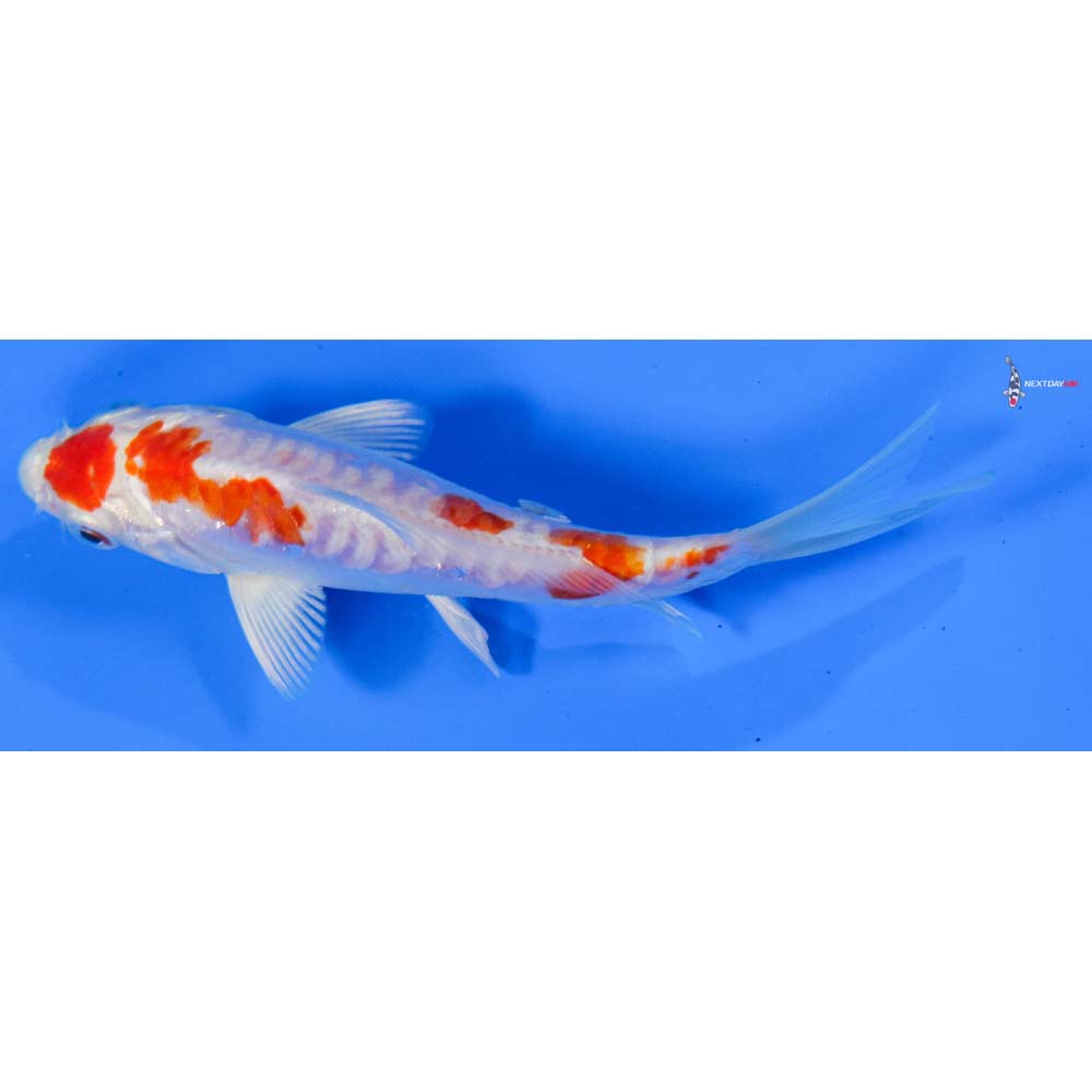 5” Imported Kikusui