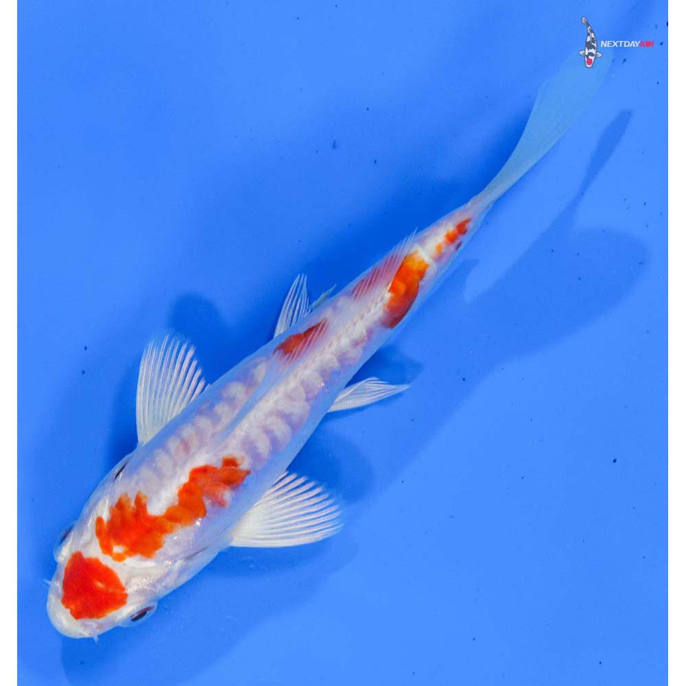 5” Imported Kikusui