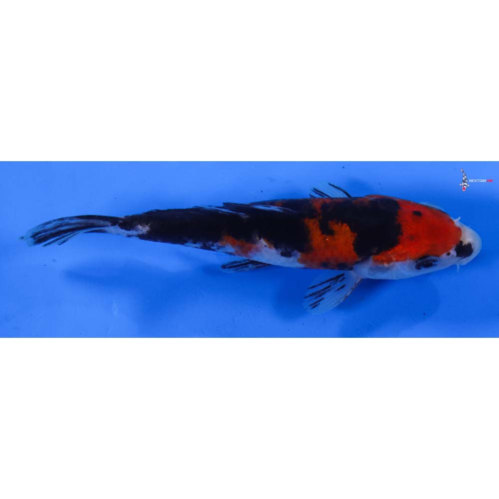 5” Imported Sanke