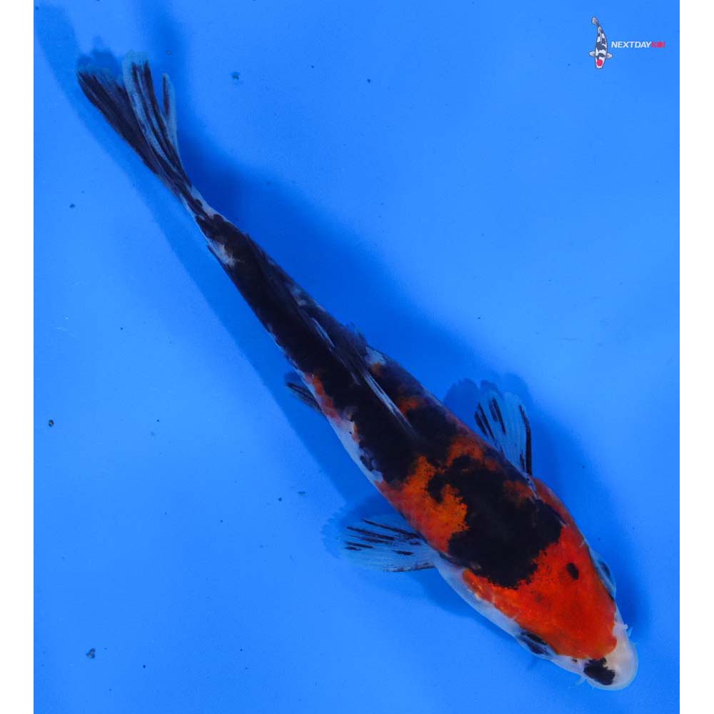5” Imported Sanke