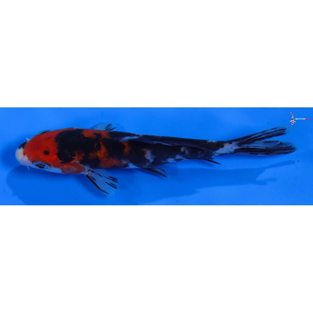 5” Imported Sanke