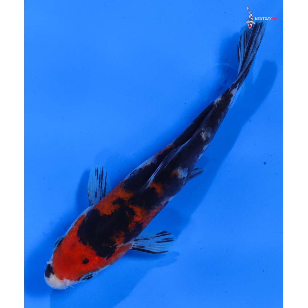 5” Imported Sanke