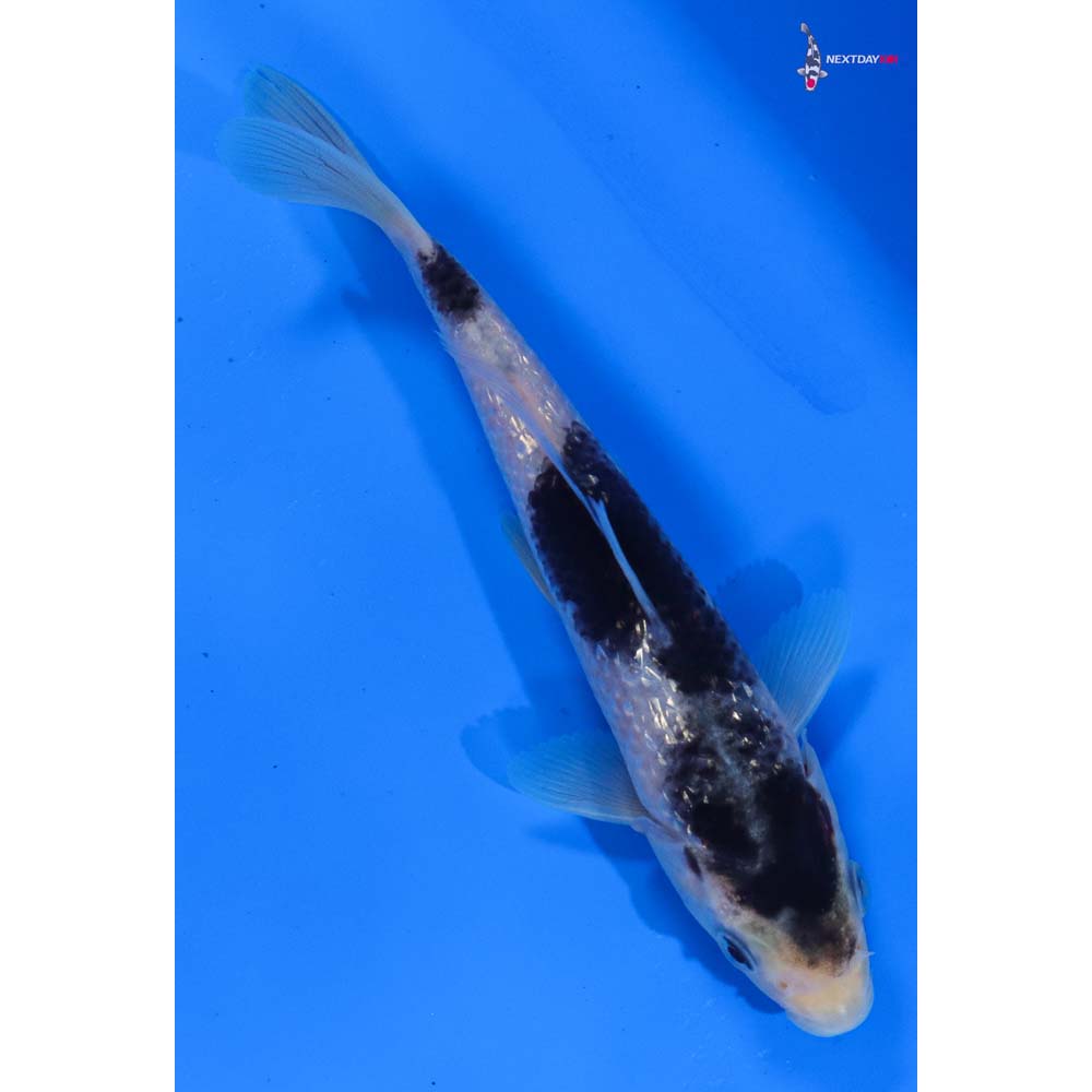 6” Imported Gin Rin Goromo