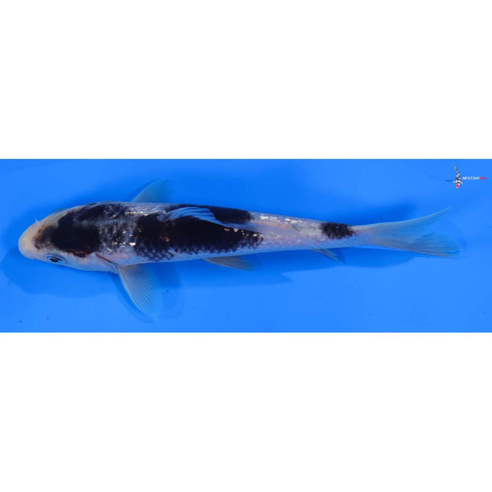 6” Imported Gin Rin Goromo