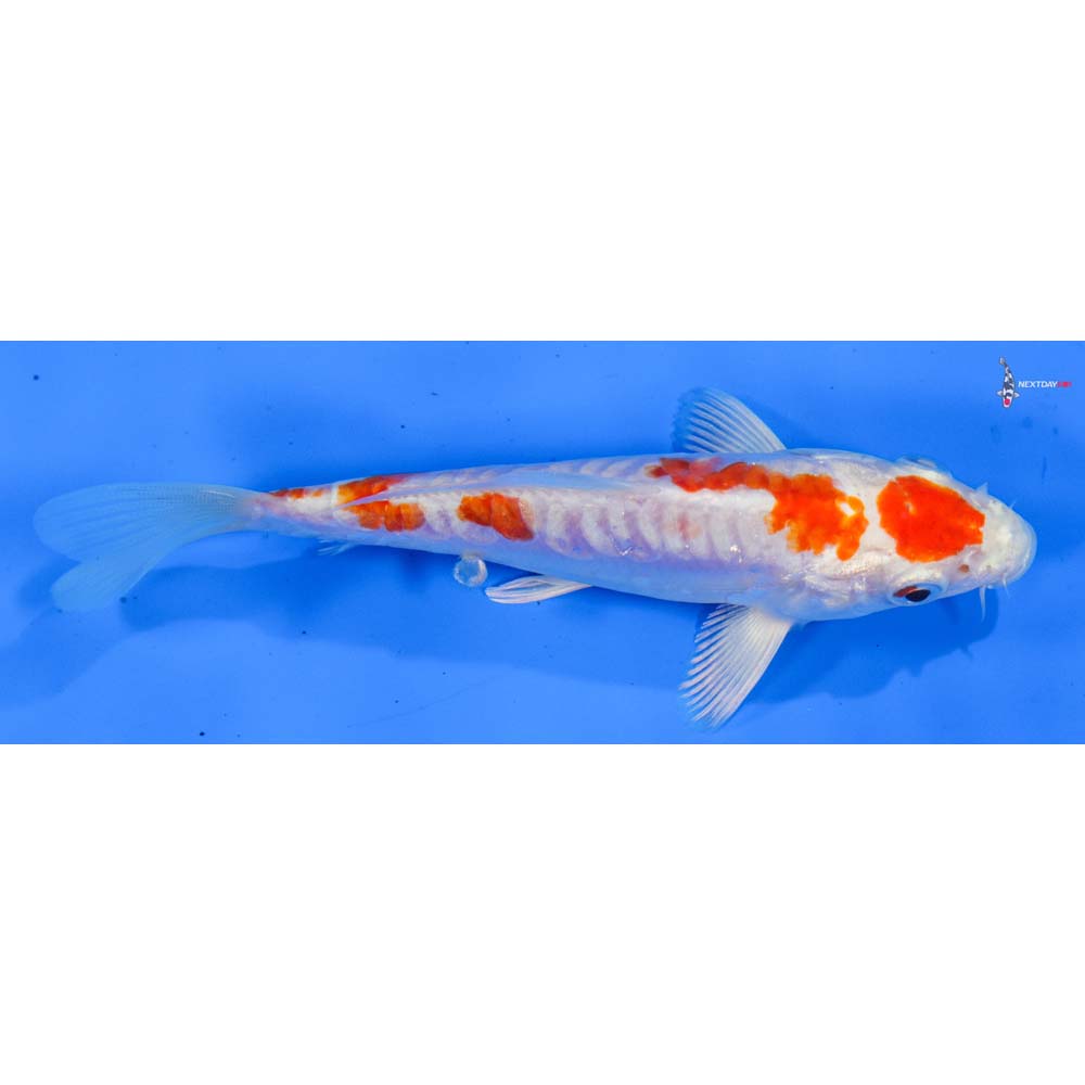 5” Imported Kikusui