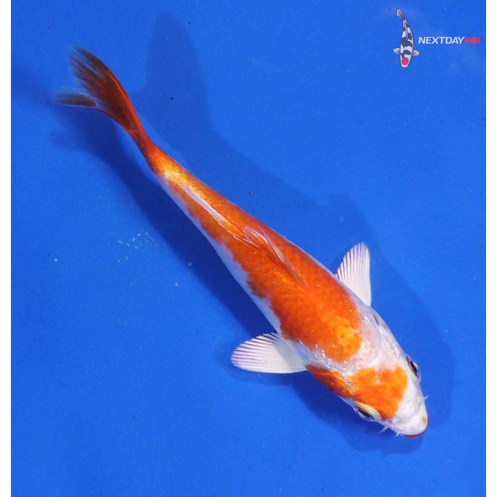4” Imported Hariwake