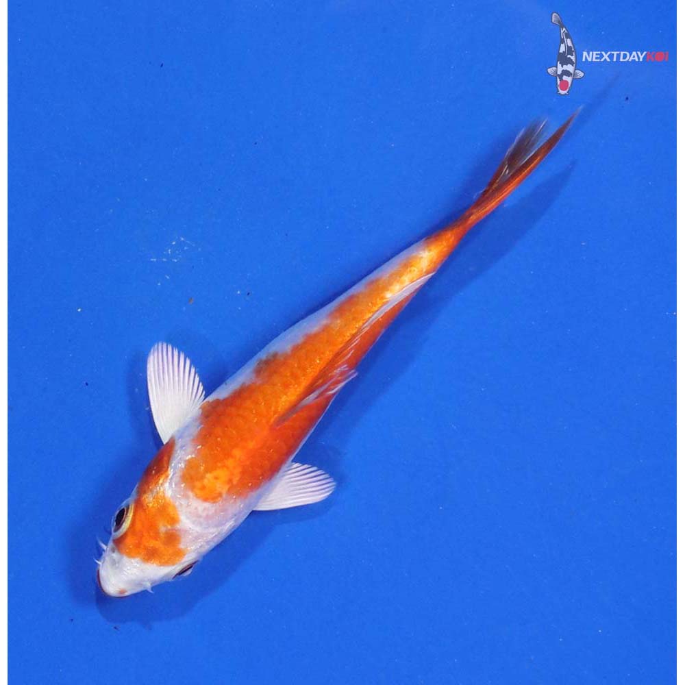 4” Imported Hariwake