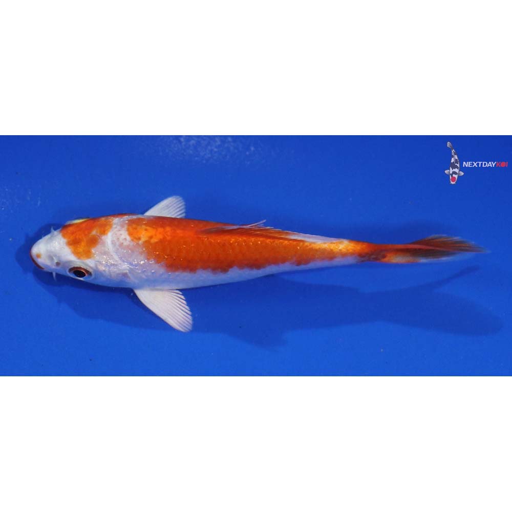 4” Imported Hariwake