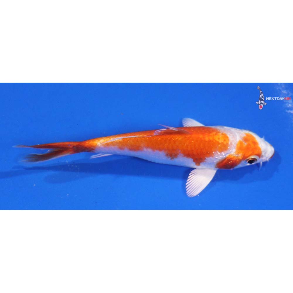 4” Imported Hariwake
