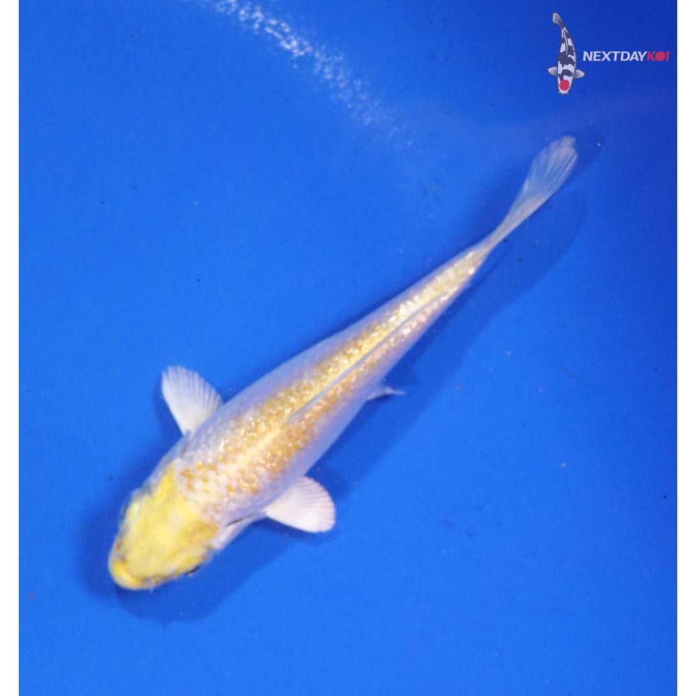 4” Imported Gin Rin Lemon Hariwake