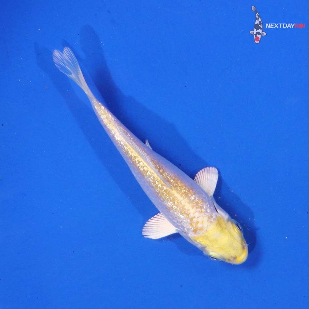 4” Imported Gin Rin Lemon Hariwake