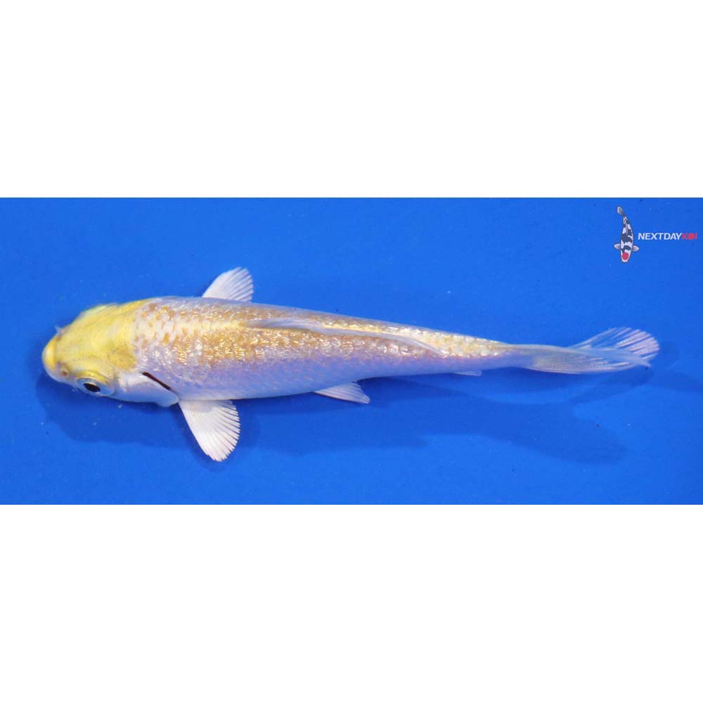 4” Imported Gin Rin Lemon Hariwake