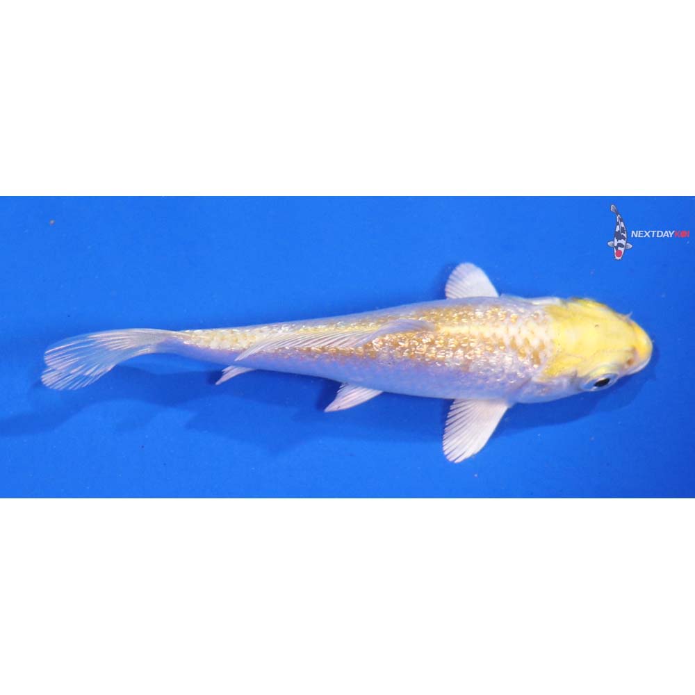 4” Imported Gin Rin Lemon Hariwake