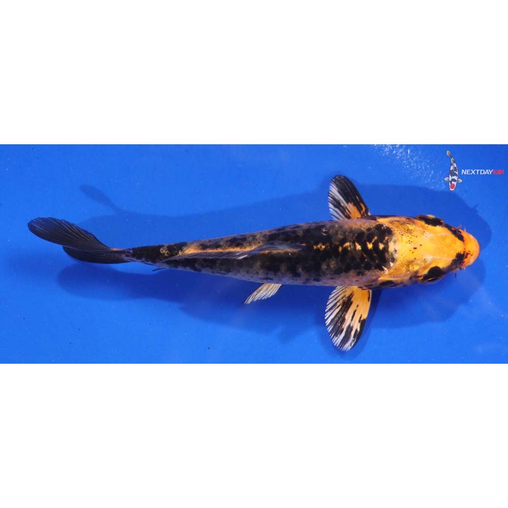4” Imported Aka Bekko