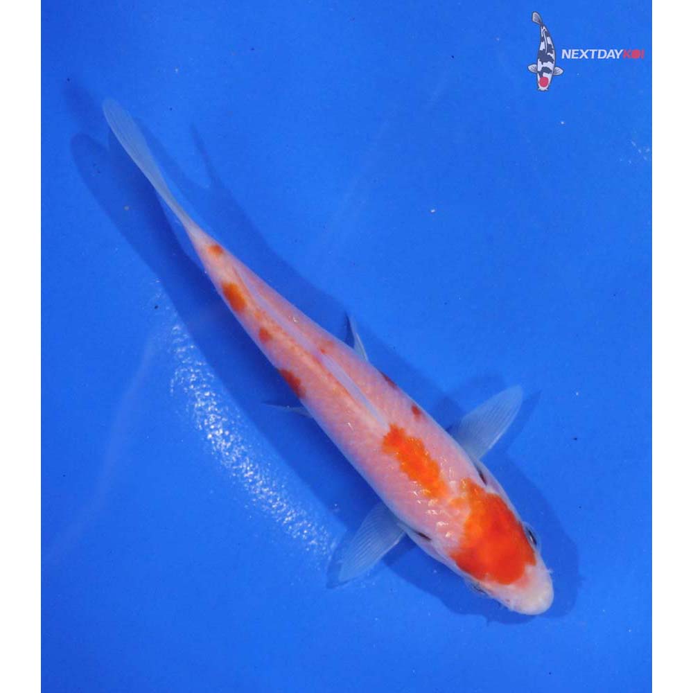 4.5” Imported Kohaku