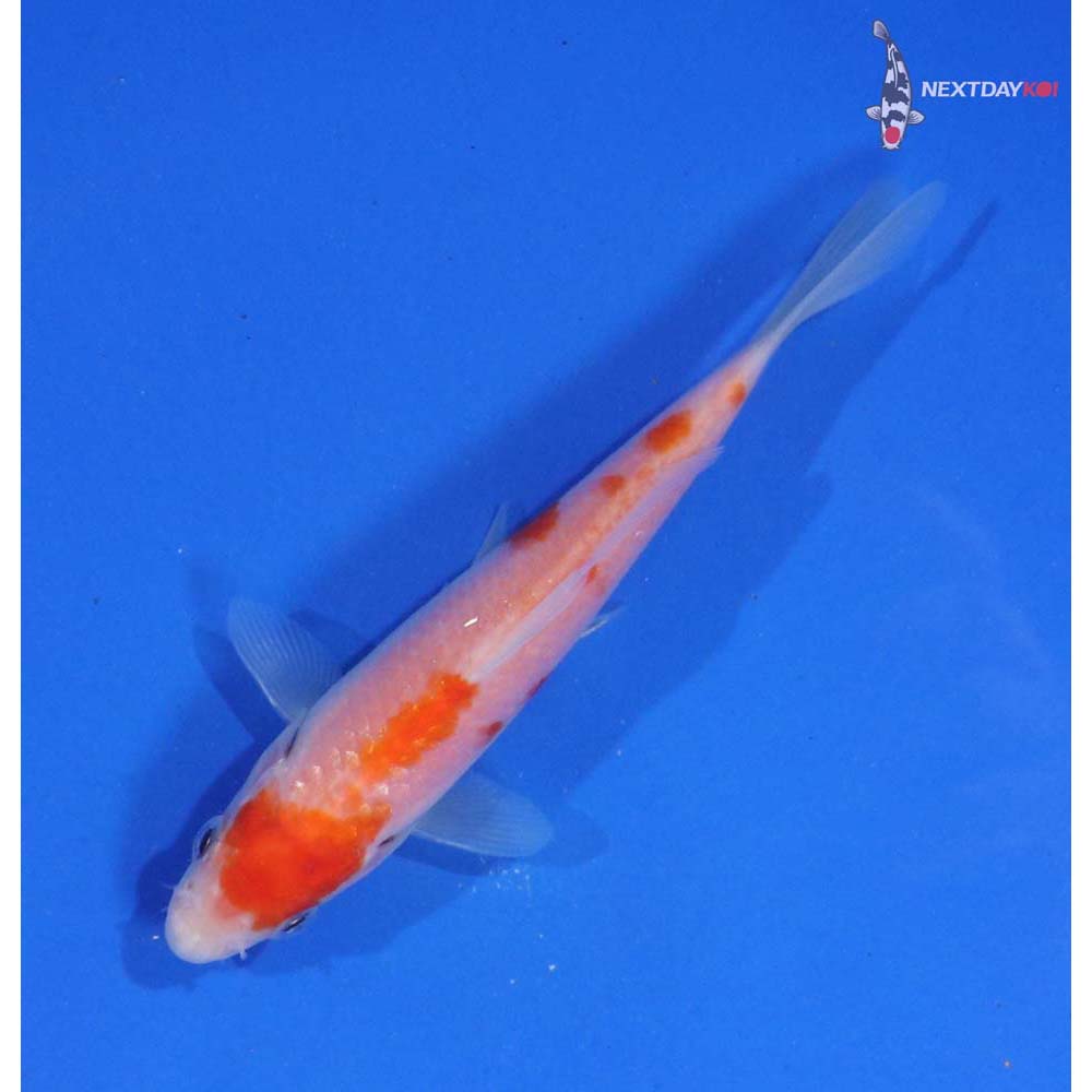 4.5” Imported Kohaku