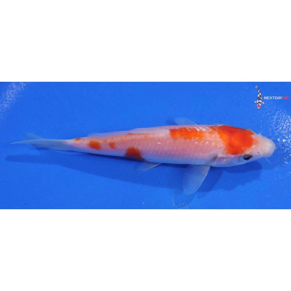 4.5” Imported Kohaku