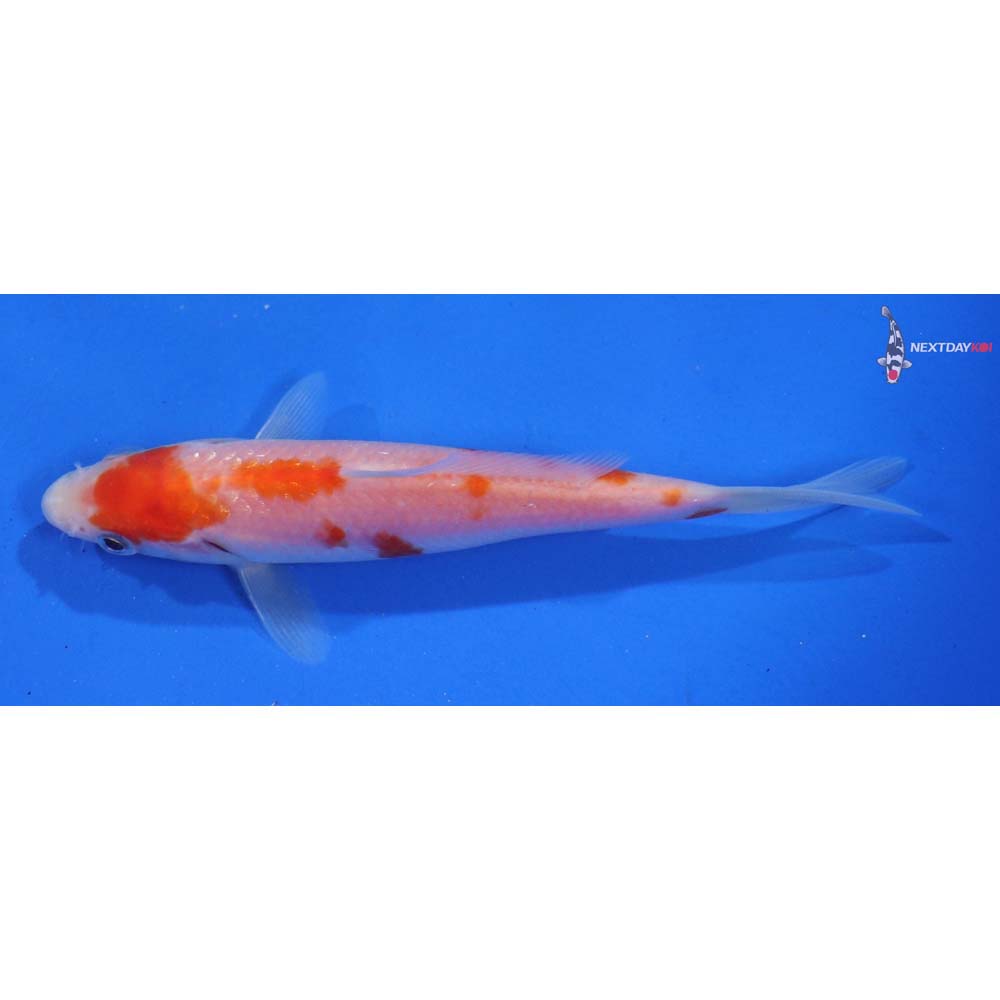 4.5” Imported Kohaku