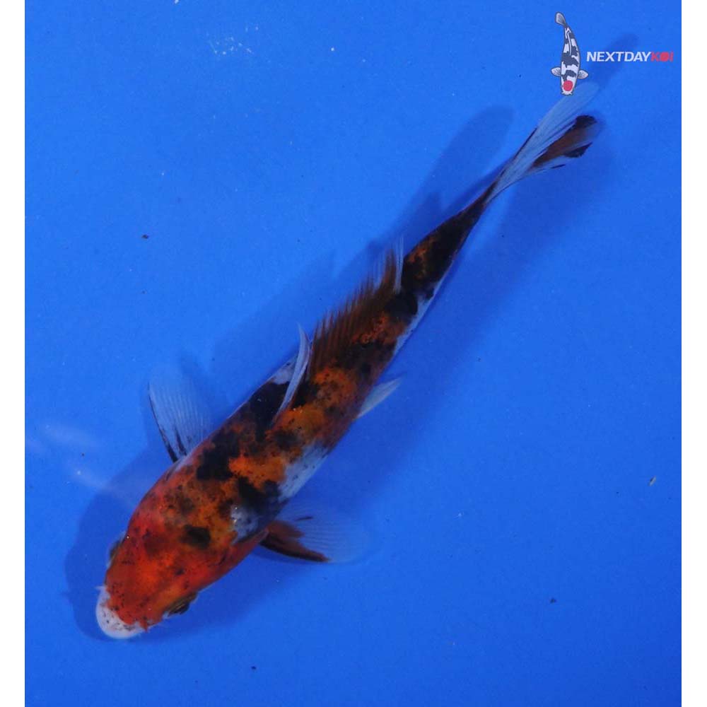 4.5” Imported Sanke