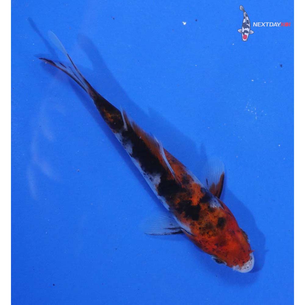 4.5” Imported Sanke