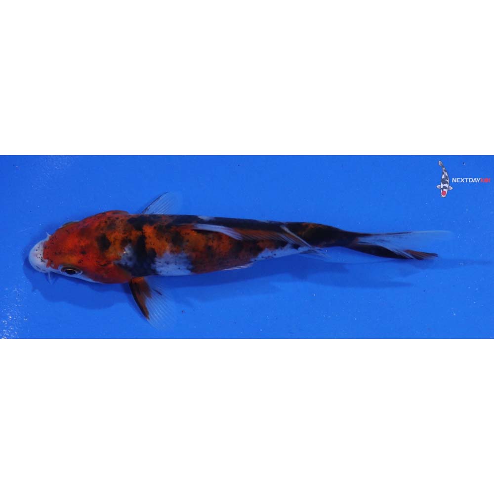 4.5” Imported Sanke